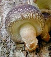 lentin comestible lentin comestible