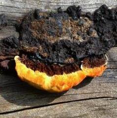 lenzite des clotures lenzite des clotures