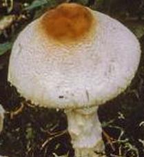 lepiote a base rouge lepiote a base rouge