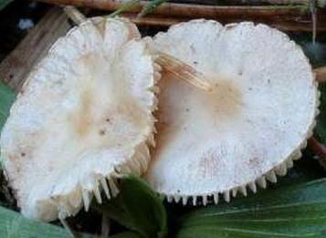 lepiote a pied roux lepiote a pied roux