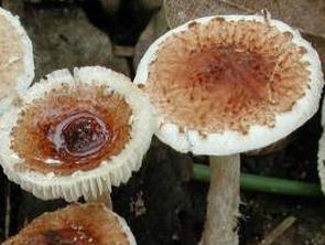 lepiote a rhizoïdes rouges lepiote a rhizoïdes rouges