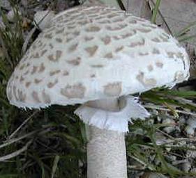 lepiote a squames fuliginoseuses lepiote a squames fuliginoseuses