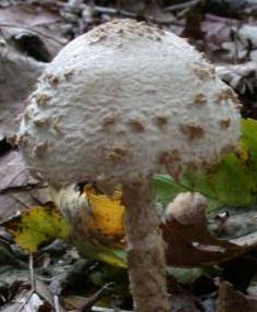 lepiote adulterine lepiote adulterine