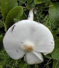 lepiote blanche