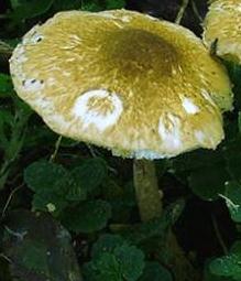 lepiote de boudier lepiote de boudier