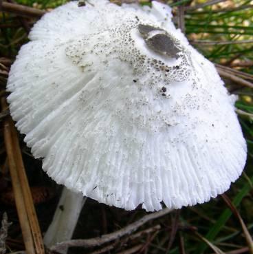 lepiote de brebisson lepiote de brebisson