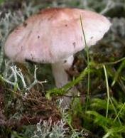 lepiote de josserand lepiote de josserand