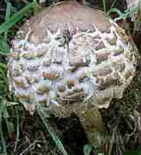 lepiote deguenillee lepiote deguenillee