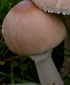 lepiote excoriee lepiote excoriee
