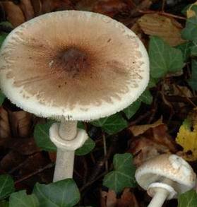 lepiote gracile lepiote gracile