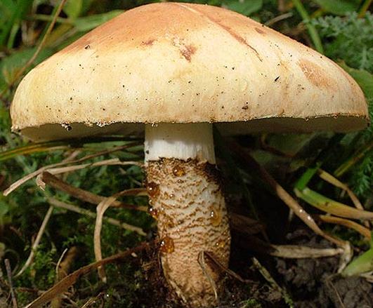 lepiote guttulee lepiote guttulee