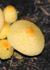 lepiote jaune lepiote jaune