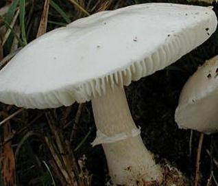 lepiote presque volvacee lepiote presque volvacee