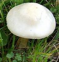 lepiote pudique lepiote pudique