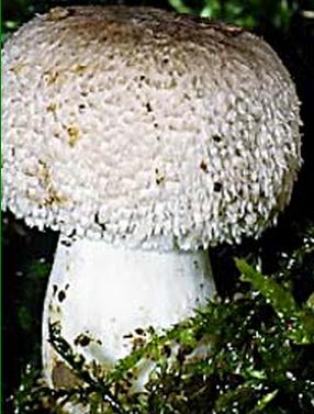 lepiote radicante lepiote radicante