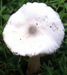 lepiote sereine lepiote sereine
