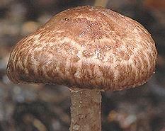 lepiote vineuse lepiote vineuse