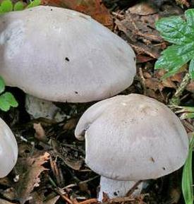 lepiste violet pale lepiste violet pale