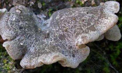 leptoglosse flabelliforme leptoglosse flabelliforme