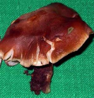 leucopaxille a pied sombre leucopaxille a pied sombre