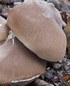 leucopaxille amer leucopaxille amer