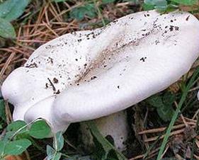 leucopaxille blanc