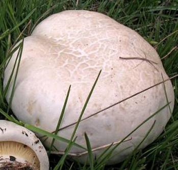 leucopaxille charnu leucopaxille charnu