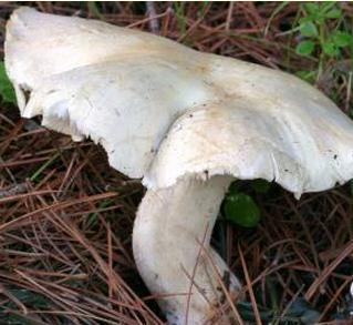 leucopaxille craquele leucopaxille craquele