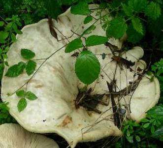 leucopaxille geant leucopaxille geant