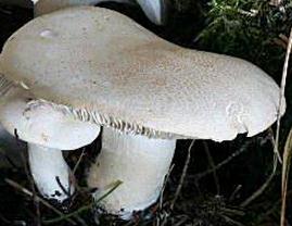 leucopaxille paradoxal leucopaxille paradoxal