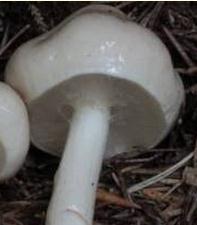 limacelle baveuse limacelle baveuse