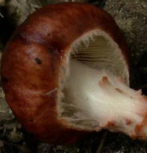 limacelle gluante limacelle gluante
