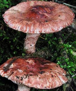 limacelle vineuse limacelle vineuse