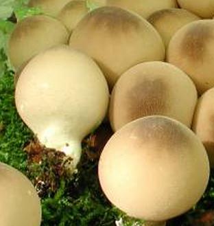 lycoperdon piriforme lycoperdon piriforme
