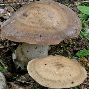 lyophylle a spores triangulaires lyophylle a spores triangulaires