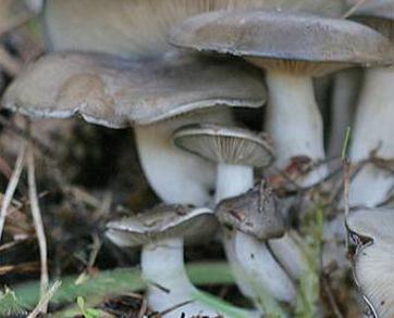 lyophylle aggrege lyophylle aggrege