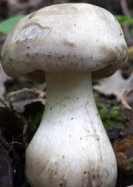 lyophylle amer lyophylle amer