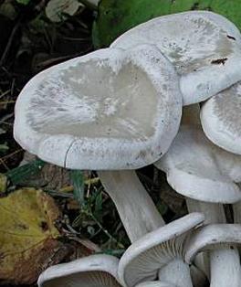 lyophylle conne lyophylle conne