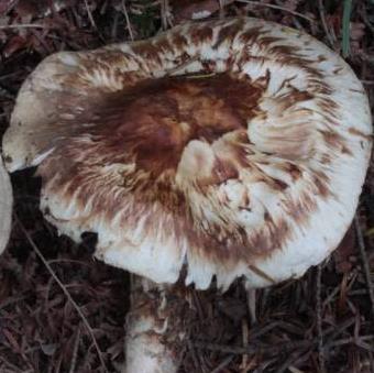 matsutake