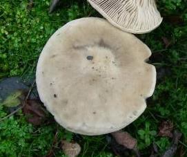 melanoleuca graminicole