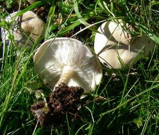 melanoleuca subalpin