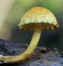 Pholiotes - Pholiota Adiposa « Mycélium – Les 400 Pieds de Champignon