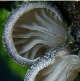 pleurote bleutee