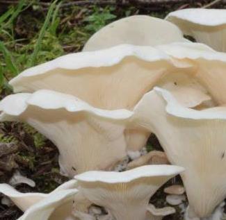pleurote en oreille