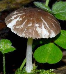 plutee veloute