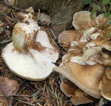 polypore a crete