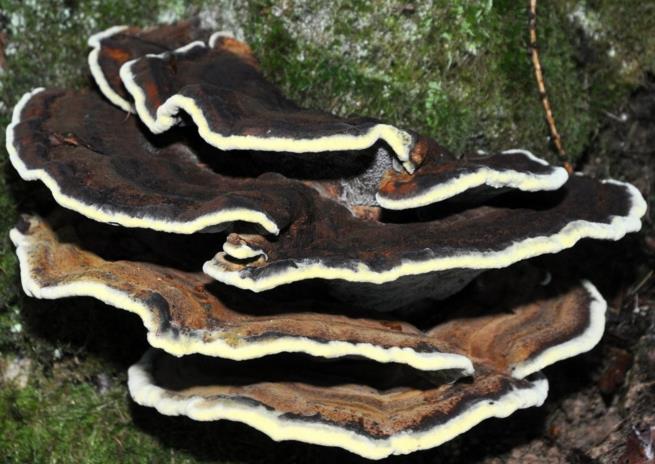 polypore a odeur de benjoin