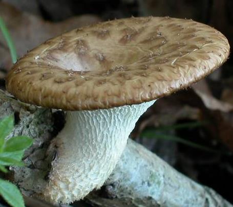 polypore a sclerote