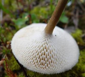 polypore alveole