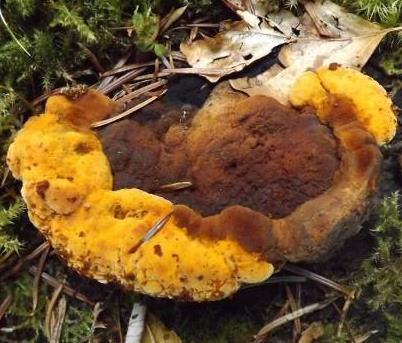 polypore anise